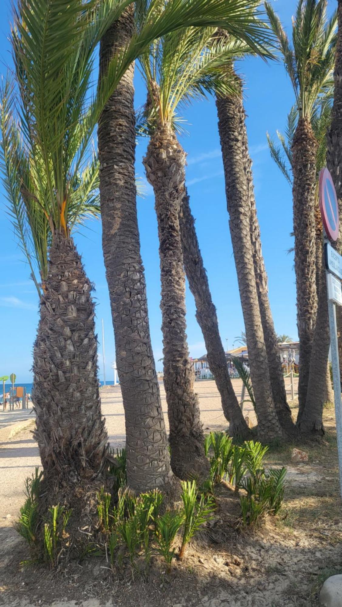 Apartamento Ines, Dehesa De Campoamor,900M From The Sea , Swimming Pool & Tennis Court ภายนอก รูปภาพ